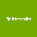 iNaturalist - Zachráňme ohrozené druhy drevín