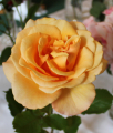 Čaro ruží v Arboréte Mlyňany 2023 - výsledky ankety